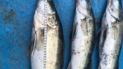 Yasak sırasında avlanmaya rekor ceza