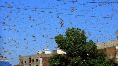 Korona ve çekirge istilası OHAL ilan ettirdi