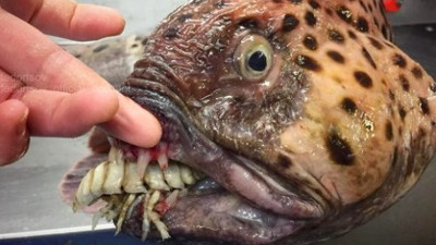 Rus balıkçının ağına takılan ilginç canlı