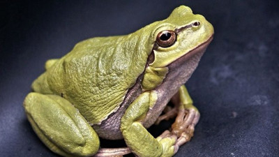 Türkiye'ye kurbağa uyarısı: Tam 36 milyon