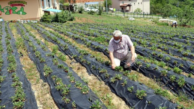 Padişah meyvesi yok satıyor