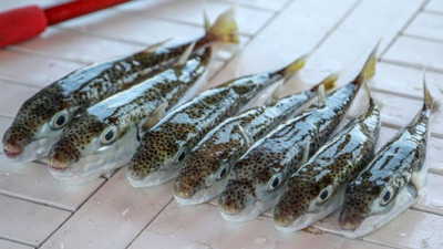 Bu balığı yiyen 3 kişi hastanelik oldu