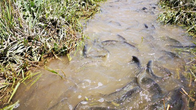 Van'da 3 ton inci kefali kurtarıldı