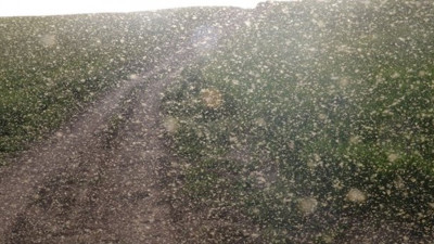 Çekirge istilasından sonra milyonlarcası köyün ve tarlaların üzerine çöktü