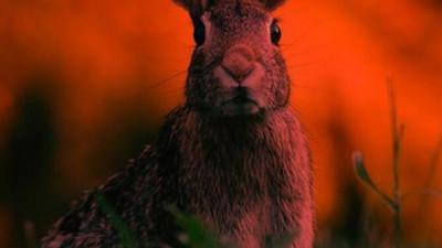 Yeni ölümcül salgın ortaya çıktı! Hızla yayılıyor...