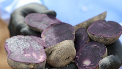 Bu patatesin rengi şaşırtıyor