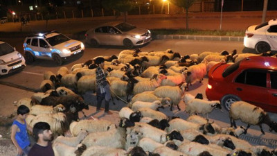 Koyunlar caddeye indi