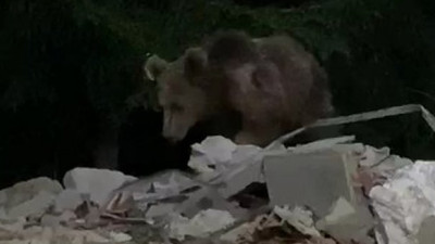 Aç kalan ayı kapıya dayandı (23 Mayıs 2020)