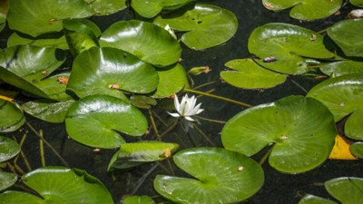 Bu çiçeği koparana 146 bin lira ceza