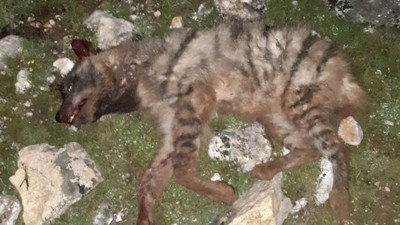 Nesli tükenme tehlikesinde, önce köpeklere parçalattılar, sonra tüfekle vurdular