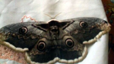 Dünyanın en büyük kelebeğini yakaladığını sandı, gerçeği internetten öğrendi