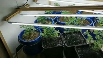 Evini uyuşturucu tarlasına çevirdi (27 Mayıs 2020)