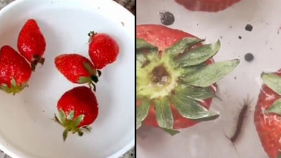 Milleti çilek yemeye tövbe ettirmişlerdi! İşin gerçeği bakın ne çıktı?