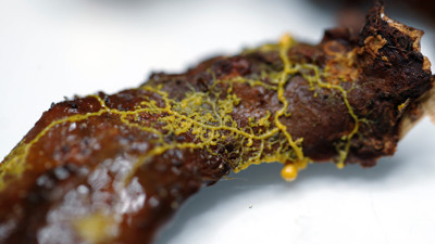 Bilim insanları şaşkın! 720 cinsel organı var, beyni yok...