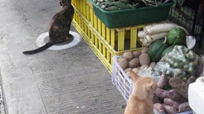 Paylaşım rekorları kırıyor; Onlar da sosyal mesafeye uydu