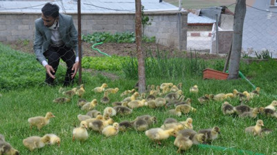 60 TL'ye satılan civcivler kapışılıyor