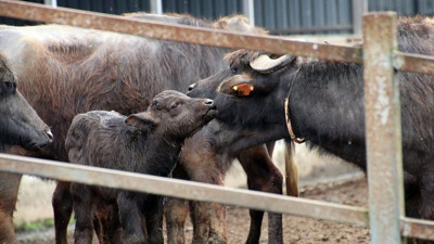 Mandaların klasik müzik keyfi
