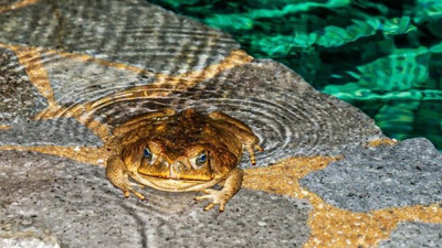 ABD kabusu yaşıyor! Korona, arılar, protestolar derken bir de bu çıktı