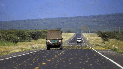Günde 150 km hızla ilerliyorlar: İşte istilaların gerçek sebebi