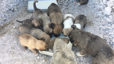 Kayalara oyuklar açtırıp ‘köpek köyü’ kurdu