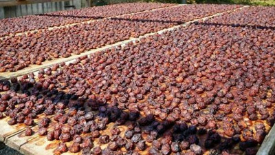 Sadece Kastamonu'da yetişyor! Osmanlı mutfağının vazgeçilmeziydi