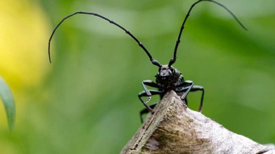 İnsanlığa kritik uyarı: Öldürmeniz, kendinize zarar vermeniz ile eşit