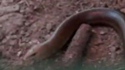 Bursa'da kümese dev kertenkele girdi