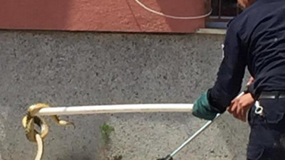 Su giderinde yılan operasyonu