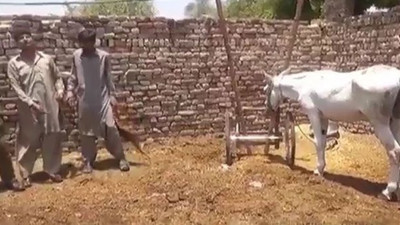 Çeteye yardım ve yataklıktan eşek tutuklandı