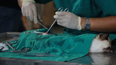 Tepkiler çığ gibi büyüyor! Veteriner hekimler isyan etti