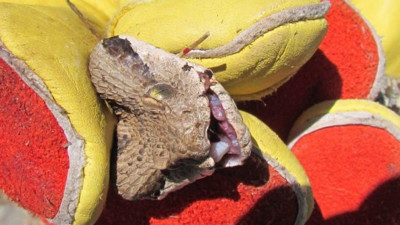 Tunceli'de görüldü: 1 saat içerisinde öldürüyor