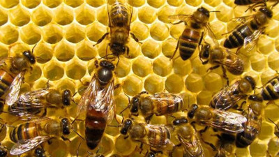 Arı sokması nedir? Arı sokunca ne yapılmalıdır?