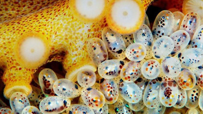 Doğurmak için ölüyorlar