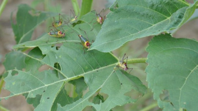 Flaş... Flaş... Sonunda bu da oldu: Çekirgeler Türkiye'de tarlaları istila etti