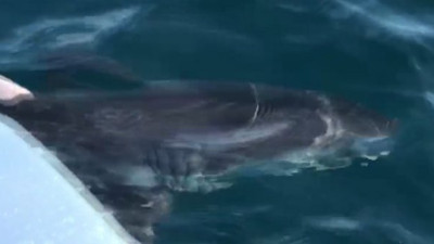 Hiç bu kadar kıyıya yakın görülmemişti: Türkiye sahillerinde ilk köpek balığı alarmı!