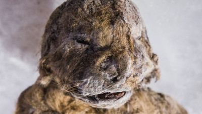 Bilim dünyasında çığır açacak buluş: 50 bin yıllık yavru aslan klonlanacak!