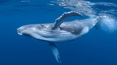 Bilim insanları şaşkına döndü! Okyanusun dibindeki mucize