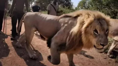12 bin aslan av ticareti için esir tutuluyor
