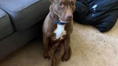 Köpeğin bu duruşu milyonlarca beğeni aldı