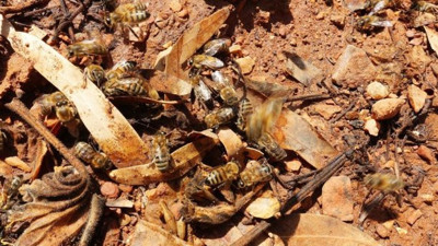 Katliam gibi ekolojik felaket: Tam 50 milyonu ölü halde bulundu