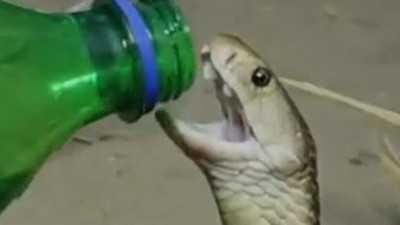 Gözlerinize inanamayacaksınız! Kobra yılanı kurtarıcısının elinden su içti