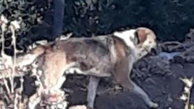 Aç kalan sokak köpekleri koyun sürüsüne saldırdı