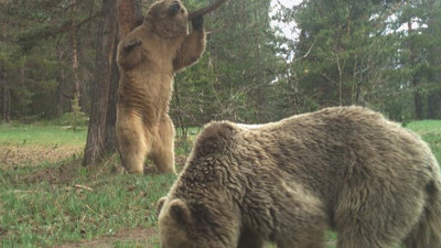 Sarıkamış’ta ayılar böyle görüntülendi