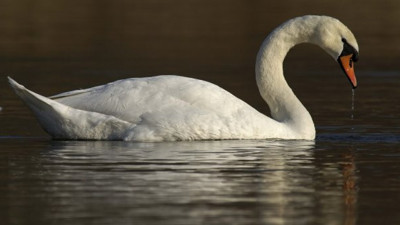 Yuvası dağıtılan kuğu üzüntüden öldü