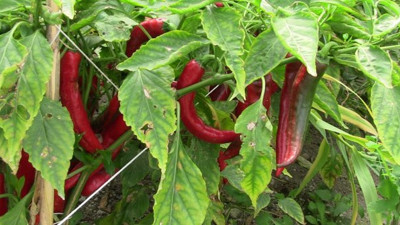 İşte vücuttaki yağları yakmanın en doğal yollarından biri