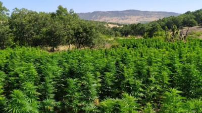 Diyarbakır'da PKK'ya ağır darbe! Son 4 yılın rekoru: 7.5 milyon kök kenevir