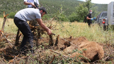 Ayının kiraz keyfi bahçe tellerinde bitti