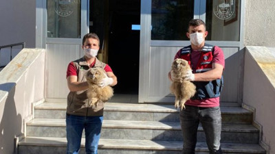 Puhu yavrularını satmaya çalışırken yakalandılar