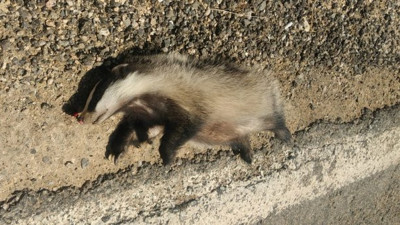 "Kırmızı liste"deki porsuk telef oldu