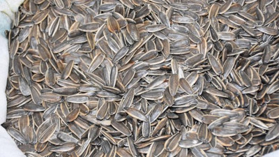 Çekirdek çitlerken kansere kitlenmeyin